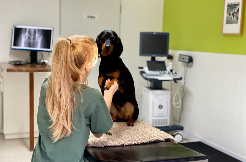 Behandlungszimmer Tierarztpraxis Bülthuis | Bispingen, Lüneburger Heide und Umgebung